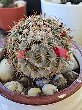 Cactus, plant, Cactaceae, Caryophyllales,Atacama Desert