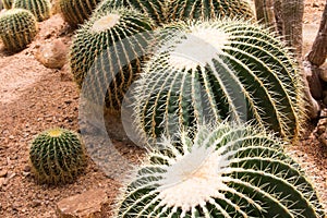 Cactus Plant. Cactaceae photo