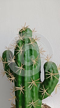 Cactus is a plant that is categorized as a flower that grows and can survive in hot temperatures.