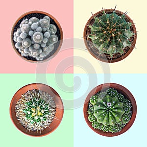 Cactus plant in clay pot top view collection on pastel colorful