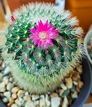 Cactus plant  close up