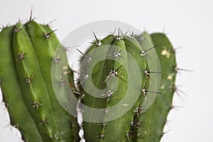 Cactus plant close up