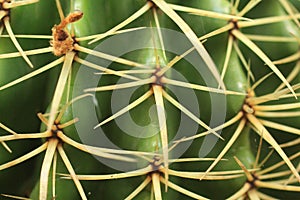 Cactus plant close up in a succulent garden