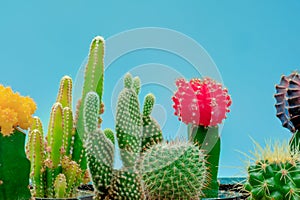 cactus plant collection img