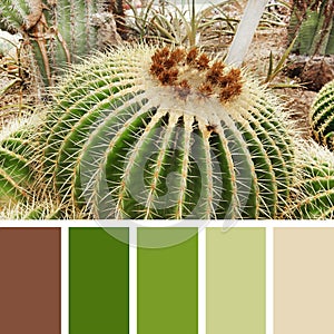 Cactus Plant. color palette swatches.es