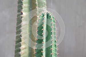 Cactus plant with concrete wall