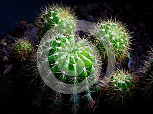 Cactus is a plant in the desert.