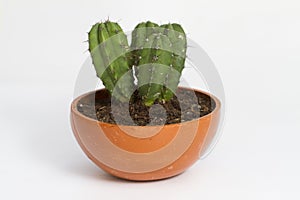 Cactus plant in a flower pot