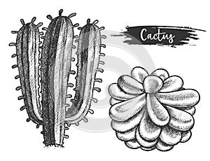 Cactus plant with flower. Sketch of cacti blossom