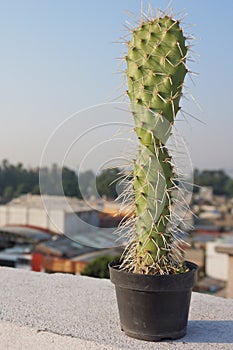 Cactus plant full of thorns in outdoor garden pot