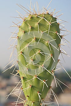 Cactus plant full of thorns in outdoor garden pot