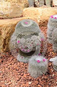 Cactus plant in garden