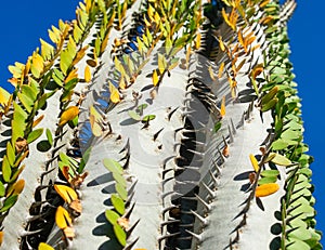 Cactus plant with green leaves alluaudia procera - closeup image, bottom up view