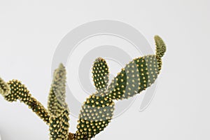 Cactus plant with green leaves and shovels and small yellow thor
