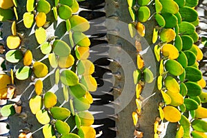 Cactus plant with green and yellow leaves alluaudia procera - closeup image photo
