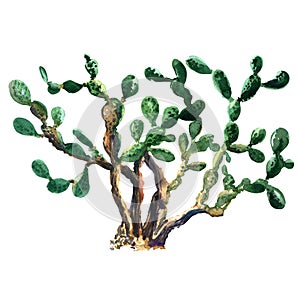 Kaktus rastlina akvarel. 