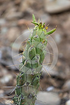 Cactus plant known as palo de espinas or as species Opuntia cylindrica (Lam.) DC. belongs to the plant family Cactaceae photo