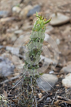 Cactus plant known as palo de espinas or as species Opuntia cylindrica (Lam.) DC. belongs to the plant family Cactaceae photo