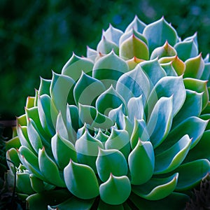 Cactus Plant Macro