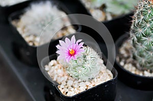 Cactus plant, Mammillaria scrippsiana