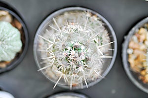 Cactus plant, Mammillaria scrippsiana