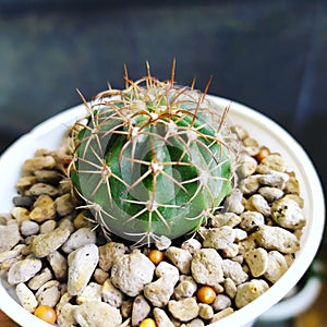 Cactus plant melocactus duri menawan