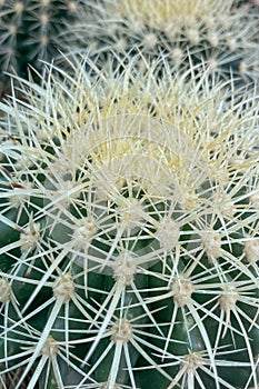 Cactus plant in nature. photo