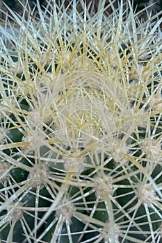 Cactus plant in nature.Close-up. photo