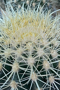 Cactus plant in nature.Close-up. photo