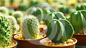 Cactus plant nurseries