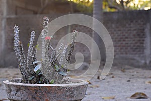 Cactus plant in old clay pot, beautiful sunset picture, Cactus with red flowers