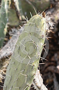 Cactus plant Opuntia hyptiacantha F.A.C.Weber, known as Nopal cascarÃ³n, belongs to the plant family Cactaceae photo