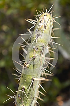 Cactus plant Opuntia hyptiacantha F.A.C.Weber, known as Nopal cascarÃ³n, belongs to the plant family Cactaceae photo