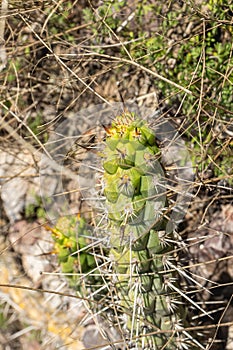 Cactus plant Palo de espinas, also known as Opuntia cylindrica (Lam.) DC. species photo