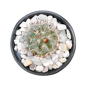 Cactus plant in plastic pot top view isolated on white background, clipping path included