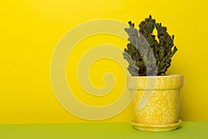 Cactus plant in pot on colorful backgroound