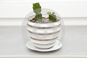 Cactus plant in a pot decorated with gray and white stripes on the window sill.