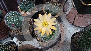 Cute yellow flower of plant Cactus