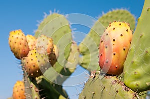 Cactus plant and prickly pears
