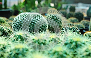 Cactus plant qrowing in flowerpot photo