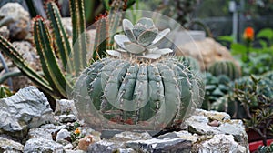 A cactus perched atop a stone photo