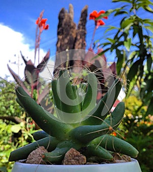 Cactus plant sahara sky