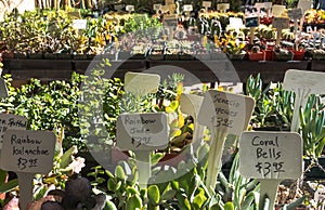 Cactus at Plant Sale