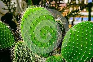 Cactus plant on sandy soil