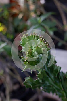 A Cactus euphorbia lactea plant photo