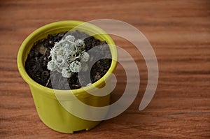 the cactus plant seedlings in the small yellow pot