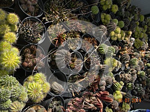 Cactus plant species for garden
