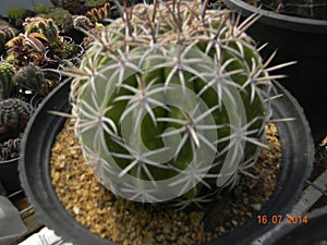 Cactus plant species for garden blur image