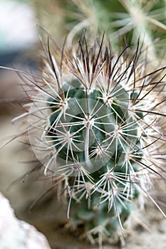 Cactus plant spikes