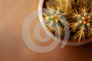 Cactus, plant, spikey, shallowdepthoffield macro naturallight houseplant photo